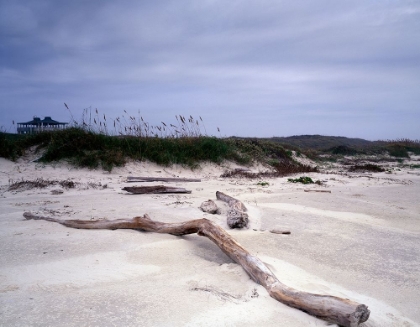 Picture of DRIFTWOOD ON BEACH AT PADRE ISLAND, TX