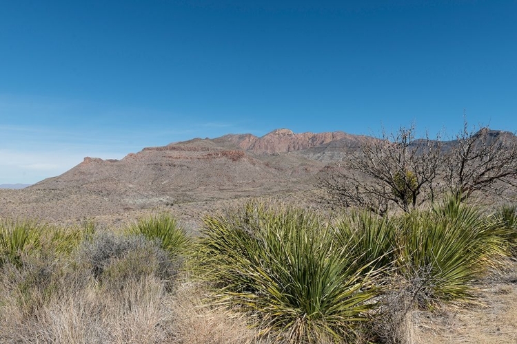 Picture of SCENERY IN BIG BEND NATIONAL PARK, TX