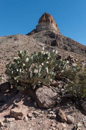 Picture of PRICKLY PEAR CACTUS AND SCENERY IN BIG BEND NATIONAL PARK, TX