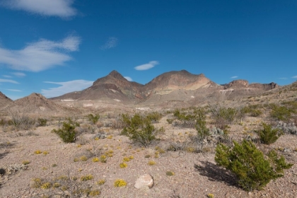 Picture of SCENERY IN BIG BEND NATIONAL PARK, TX