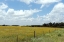 Picture of A FIELD OF WILDFLOWERS NEAR CHAPPEL HILL IN AUSTIN COUNTY, TX, 2014