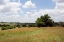 Picture of A FIELD OF WILDFLOWERS NEAR CHAPPEL HILL IN AUSTIN COUNTY, TX, 2014