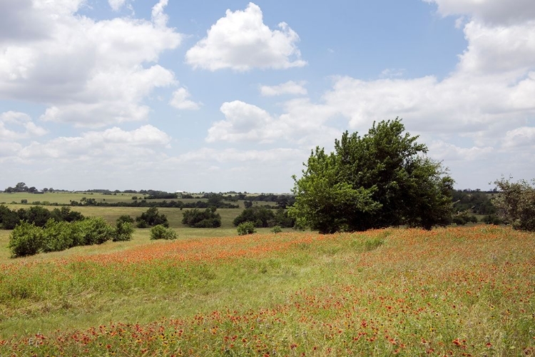 Picture of A FIELD OF WILDFLOWERS NEAR CHAPPEL HILL IN AUSTIN COUNTY, TX, 2014