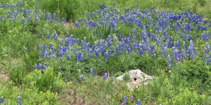 Picture of BLUEBONNETS AT THE LADY BIRD JOHNSON WILDFLOWER CENTER, NEAR AUSTIN, TX