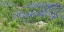 Picture of BLUEBONNETS AT THE LADY BIRD JOHNSON WILDFLOWER CENTER, NEAR AUSTIN, TX