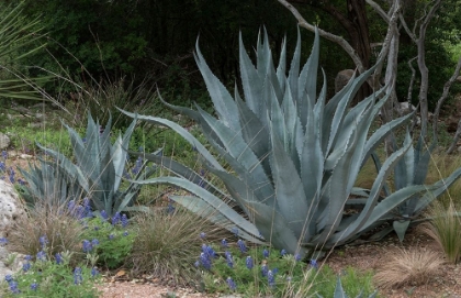 Picture of AGAVE AND BLUEBONNETS AT THE LADY BIRD JOHNSON WILDFLOWER CENTER, NEAR AUSTIN, TX