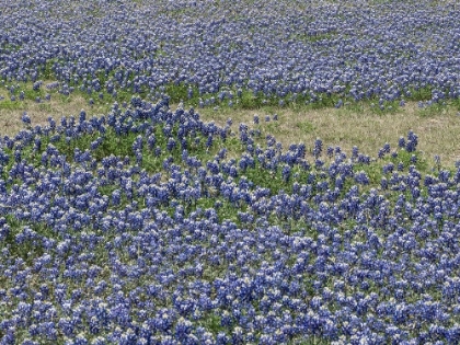 Picture of A PROFUSION OF BLUEBONNETS, IN A FIELD IN BOERNE, TX
