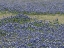 Picture of A PROFUSION OF BLUEBONNETS, IN A FIELD IN BOERNE, TX