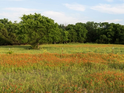 Picture of A FIELD OF WILDFLOWERS NEAR THE TOWN OF TRENTON IN FANNIN COUNTY IN NORTHEAST TEXAS