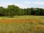 Picture of A FIELD OF WILDFLOWERS NEAR THE TOWN OF TRENTON IN FANNIN COUNTY IN NORTHEAST TEXAS