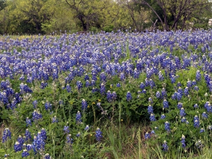 Picture of A PRETTY FIELD OF BLUEBONNETS NEAR MARBLE FALLS, TX