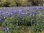 Picture of A PRETTY FIELD OF BLUEBONNETS NEAR MARBLE FALLS, TX