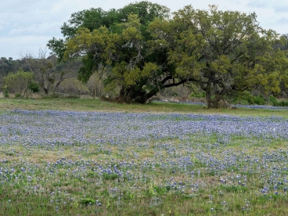 Picture of FIELD OF BLUEBONNETS IN THE TEXAS HILL COUNTRY, NEAR BURNET