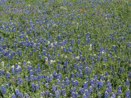 Picture of BLUEBONNETS, FREDERICKSBURG, TX