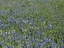 Picture of BLUEBONNETS, FREDERICKSBURG, TX
