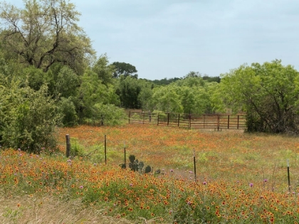 Picture of FIELD OF WILDFLOWERS IN GONZALES COUNTY, TX