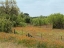 Picture of FIELD OF WILDFLOWERS IN GONZALES COUNTY, TX