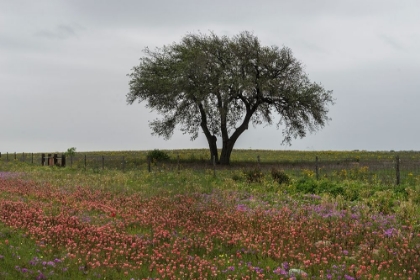 Picture of WILDFLOWER FIELD NEAR POTEET IN ATASCOSA COUNTY, TX