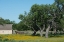 Picture of HORSE ON A MEADOW IN THE LYNDON B. JOHNSON NATIONAL HISTORICAL PARK IN JOHNSON CITY, TX