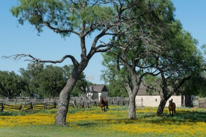 Picture of HORSES GALLOP TOWARD THE CAMERA IN A WILDFLOWER-RICH NATIONAL PARK SERVICE MEADOW IN JOHNSON CITY, T