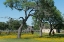 Picture of HORSES GALLOP TOWARD THE CAMERA IN A WILDFLOWER-RICH NATIONAL PARK SERVICE MEADOW IN JOHNSON CITY, T