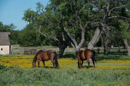 Picture of HORSES GRAZING ON A MEADOW IN THE LYNDON B. JOHNSON NATIONAL HISTORICAL PARK IN JOHNSON CITY, TX