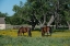 Picture of HORSES GRAZING ON A MEADOW IN THE LYNDON B. JOHNSON NATIONAL HISTORICAL PARK IN JOHNSON CITY, TX