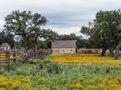 Picture of VIVID FIELD OF WILDFLOWERS IN THE LYNDON B. JOHNSON NATIONAL HISTORICAL PARK IN JOHNSON CITY, TX