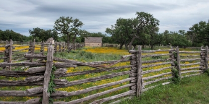 Picture of VIVID FIELD OF WILDFLOWERS IN THE LYNDON B. JOHNSON NATIONAL HISTORICAL PARK IN JOHNSON CITY, TX