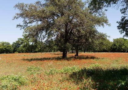 Picture of SHADE TREES AND WILDFLOWERS ON THE LBJ RANCH, NEAR STONEWALL IN THE TEXAS HILL COUNTRY