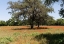 Picture of SHADE TREES AND WILDFLOWERS ON THE LBJ RANCH, NEAR STONEWALL IN THE TEXAS HILL COUNTRY