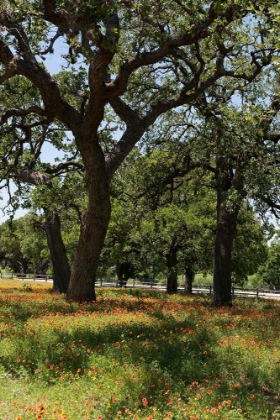 Picture of SHADE TREES AND WILDFLOWERS ON THE LBJ RANCH, NEAR STONEWALL IN THE TEXAS HILL COUNTRY