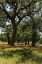 Picture of SHADE TREES AND WILDFLOWERS ON THE LBJ RANCH, NEAR STONEWALL IN THE TEXAS HILL COUNTRY