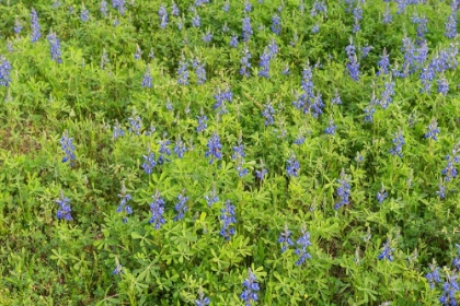 Picture of SPRING FLOWERS IN BIG THICKET NATIONAL PRESERVE