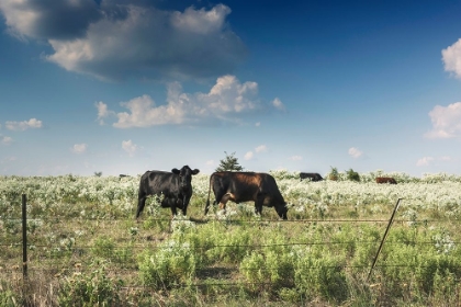 Picture of COWS IN A FIELD OF WILDFLOWERS IN RURAL HUNT COUNTY NEAR GREENVILLE, TX