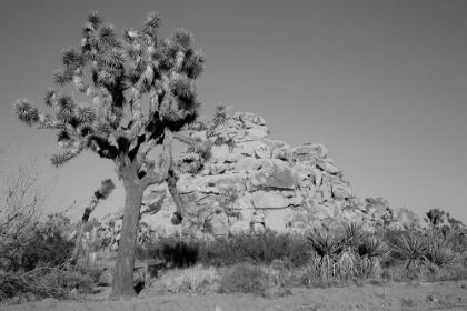 Picture of JOSHUA TREE NATIONAL PARK CALIFORNIA