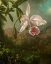 Picture of ORCHID BLOSSOMS