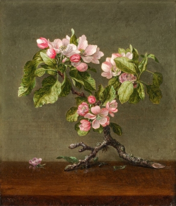 Picture of APPLE BLOSSOMS