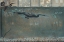 Picture of DIVING CORMORANT