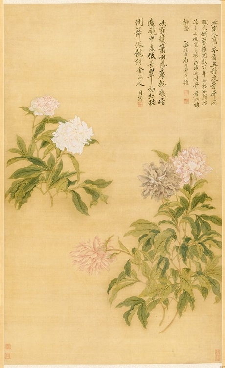 Picture of PEONIES