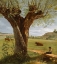 Picture of POLLARD WILLOW