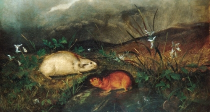 Picture of HUDSONS BAY LEMMING 1846