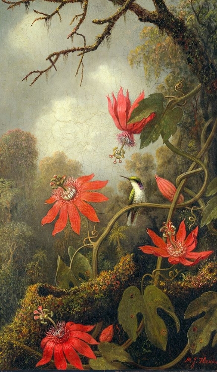 Picture of HUMMINGBIRD AND PASSIONFLOWERS