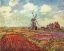 Picture of TULIP FIELD