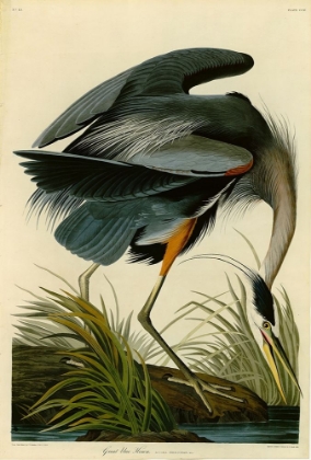 Picture of THE GREAT BLUE HERON