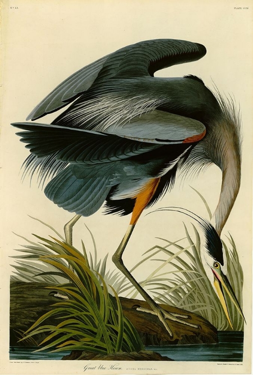 Picture of THE GREAT BLUE HERON