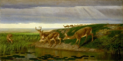 Picture of DEER ON THE PRAIRIE