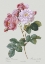 Picture of DAMASK ROSE