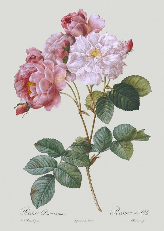 Picture of DAMASK ROSE