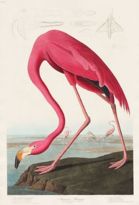 Picture of PINK FLAMINGO